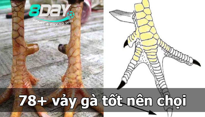 78 vảy gà tốt nên chọi