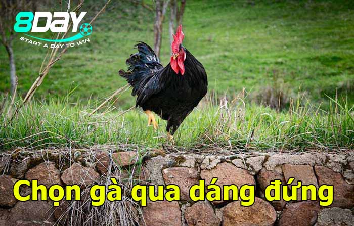 cách chọn gà chọi chiến