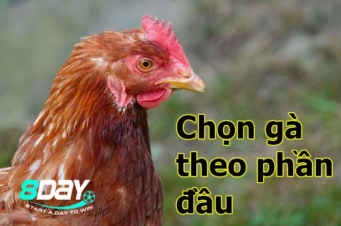 cách chọn gà chọi tốt