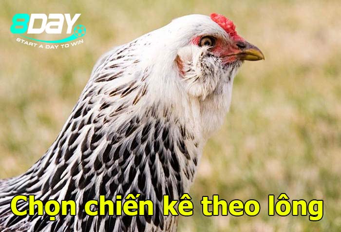 cách chọn gà chọi