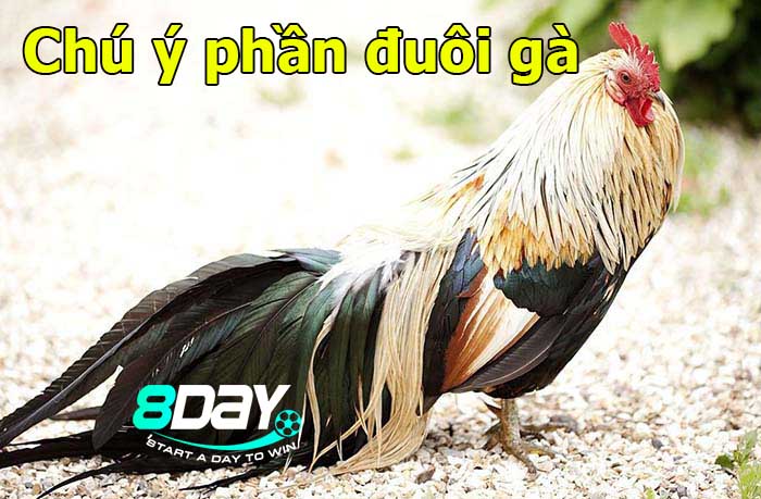 cách chọn gà hay