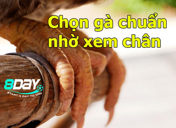 cách chọn nuôi gà chọi