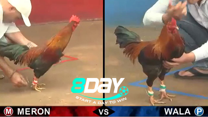 những trận gà đòn hay nhất Việt nam