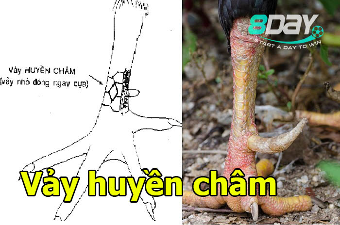 những vảy gà hay