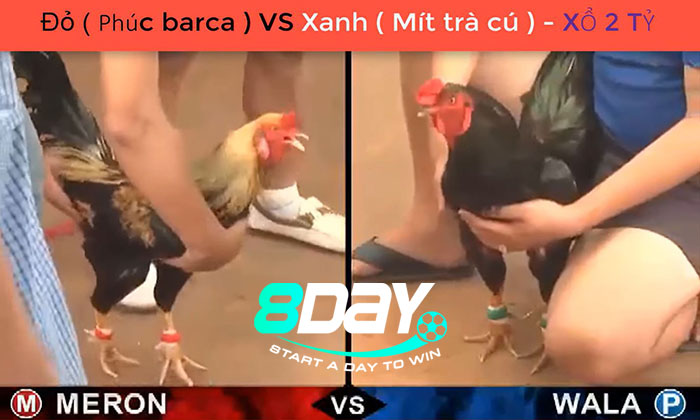 trận gà chọi hay