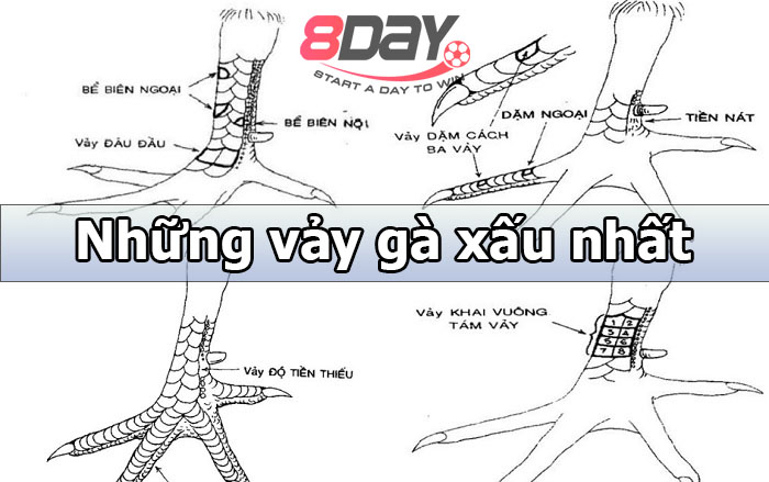 vảy gà tốt nhất để chọi