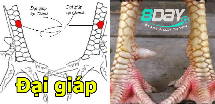 vảy gà tốt nhất